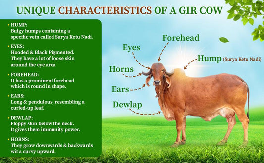 What is A2 Gir Cow Ghee : Unveiling its Origins, Benefits, and Culinary Charm