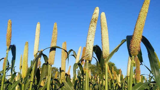 Which Millets Are Good for Diabetes?